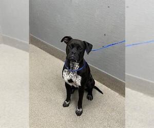 Boxer-Unknown Mix Dogs for adoption in Las Vegas, NV, USA