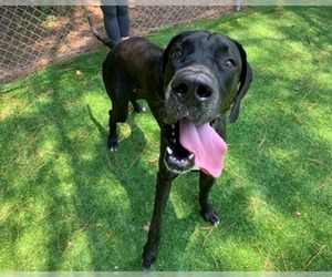 Great Dane Dogs for adoption in Raleigh, NC, USA