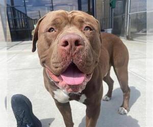 Bullypit Dogs for adoption in Denver, CO, USA