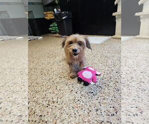 Mutt Dogs for adoption in Metairie, LA, USA