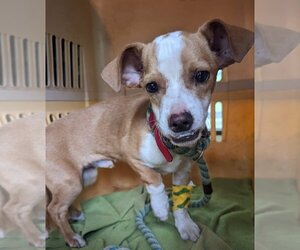 Dachshund-Jack Russell Terrier Mix Dogs for adoption in El Cajon, CA, USA