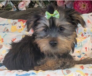 Mutt Dogs for adoption in Bon Carbo, CO, USA