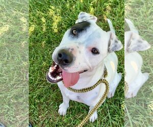American Pit Bull Terrier Dogs for adoption in Pacolet, SC, USA