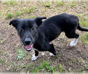 Mutt Dogs for adoption in Bryant, AR, USA