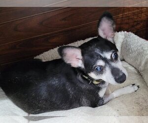 Chihuahua Dogs for adoption in Uwchlan, PA, USA