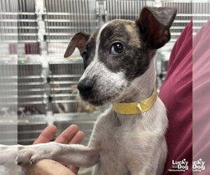 Mutt Dogs for adoption in Washington, DC, USA