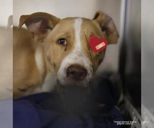 American Staffordshire Terrier Dogs for adoption in San Antonio, TX, USA