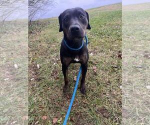 Mutt Dogs for adoption in Front Royal, VA, USA