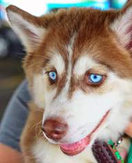 Siberian Husky Dogs for adoption in Rockaway, NJ, USA