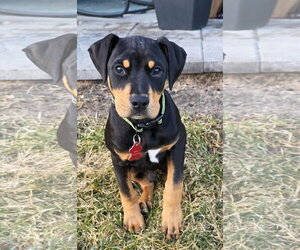 Doberman Pinscher-Unknown Mix Dogs for adoption in Minneaoplis, MN, USA