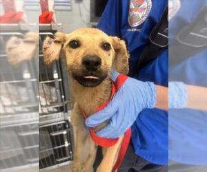 German Shepherd Dog-Unknown Mix Dogs for adoption in San Bernardino, CA, USA