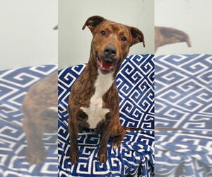 Mutt Dogs for adoption in Lake City, MI, USA