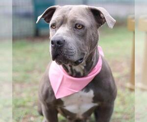 American Staffordshire Terrier Dogs for adoption in San Antonio, TX, USA