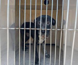 American Pit Bull Terrier-Unknown Mix Dogs for adoption in Oklahoma City, OK, USA