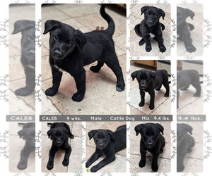 Mutt Dogs for adoption in Mesa, AZ, USA