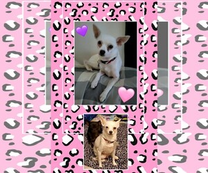 Chihuahua Dogs for adoption in Genoa City, WI, USA