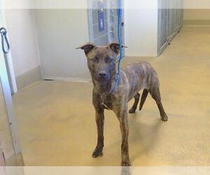 American Pit Bull Terrier-German Shepherd Dog Mix Dogs for adoption in Sacramento, CA, USA