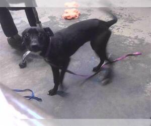 Labrador Retriever-Unknown Mix Dogs for adoption in Tallahassee, FL, USA