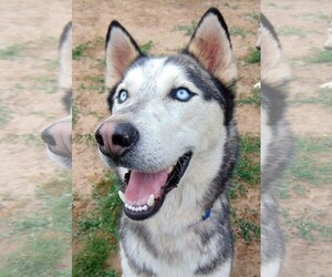 Alusky Dogs for adoption in Pacific grove , CA, USA