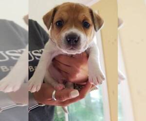 Rottweiler-American Pit Bull Terrier Dogs for adoption in Chester, VA, USA