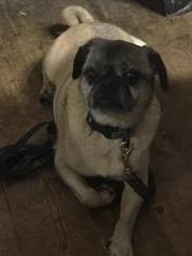 Pug Dogs for adoption in Walnutport, PA, USA