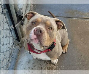 Bulldog-Unknown Mix Dogs for adoption in Martinez, CA, USA