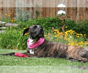 Bullboxer Pit Dogs for adoption in Incline Village, NV, USA