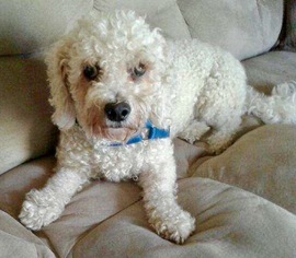 Bichon Frise Dogs for adoption in Fort Wayne, IN, USA