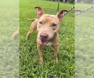 American Staffordshire Terrier Dogs for adoption in Fort Lauderdale, FL, USA