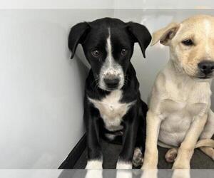 Border Collie-Unknown Mix Dogs for adoption in Visalia, CA, USA