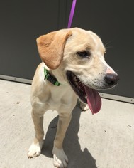 Labrador Retriever Dogs for adoption in Randleman, NC, USA