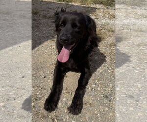 Mutt Dogs for adoption in Germantown, OH, USA