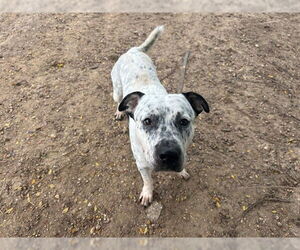 American Pit Bull Terrier Dogs for adoption in Ocala, FL, USA