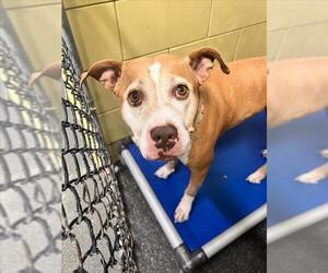 Mutt Dogs for adoption in Woodland, CA, USA