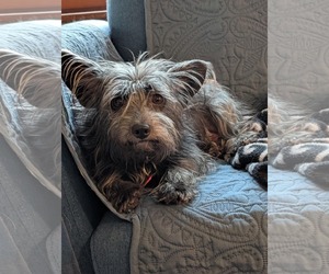 Cairn Terrier-Unknown Mix Dogs for adoption in Farmington, MN, USA
