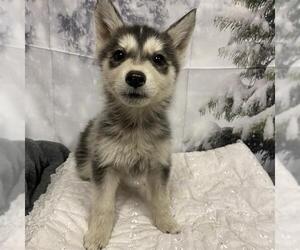 Siberian Husky-Unknown Mix Dogs for adoption in Modesto, CA, USA
