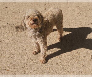 Poodle (Miniature) Dogs for adoption in New Orleans, LA, USA