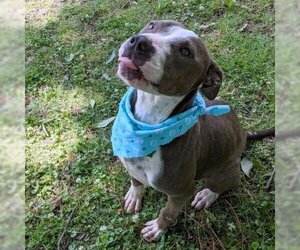 American Pit Bull Terrier Dogs for adoption in Helena, AL, USA