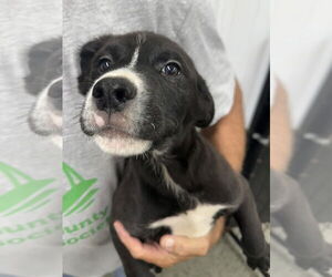 Great Pyrenees-Rottweiler Mix Dogs for adoption in Osgood, IN, USA