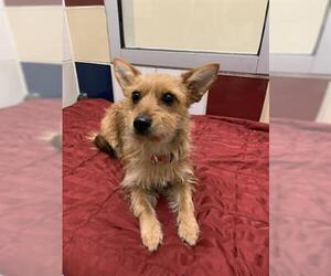 Norfolk Terrier Dogs for adoption in Plano, TX, USA
