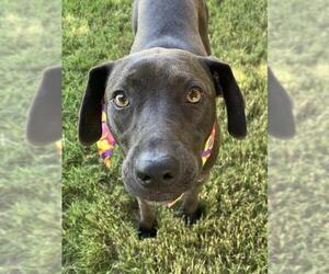 Labrador Retriever-Unknown Mix Dogs for adoption in Tulsa, OK, USA