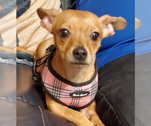 Chiweenie Dogs for adoption in Weston, FL, USA
