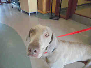 Weimaraner Dogs for adoption in Upland, CA, USA