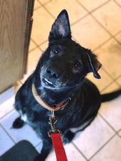 Medium Photo #1 German Shepherd Dog-Unknown Mix Puppy For Sale in Whitestone, NY, USA