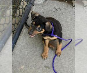 Mutt Dogs for adoption in Tulsa, OK, USA