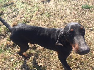 Small Black and Tan Coonhound-Bloodhound Mix