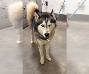 Siberian Husky Dogs for adoption in Forestville, MD, USA