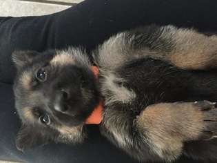 Medium Photo #1 German Shepherd Dog Puppy For Sale in Mobile, AL, USA