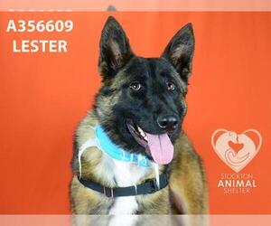 Mutt Dogs for adoption in Stockton, CA, USA