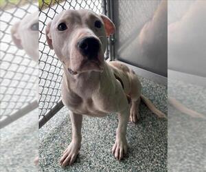 American Pit Bull Terrier Dogs for adoption in Salisbury, NC, USA